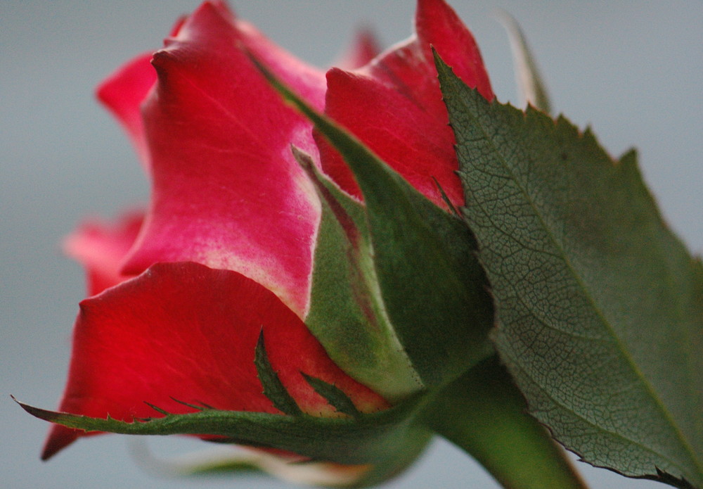 Light red rose with leaf