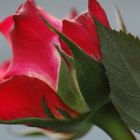 Light red rose with leaf