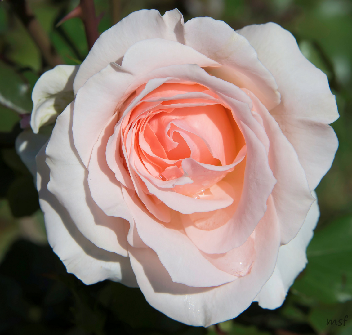 light rose