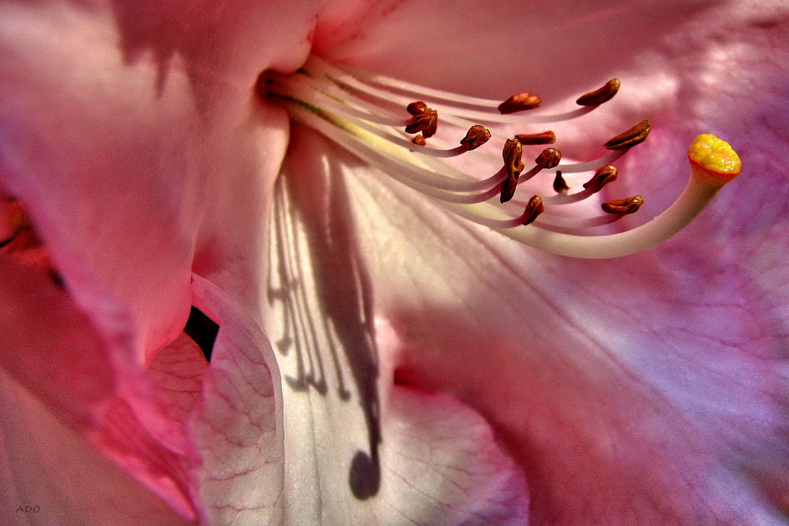 Light = Shadows ... Azalea