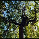 Light through the leaves