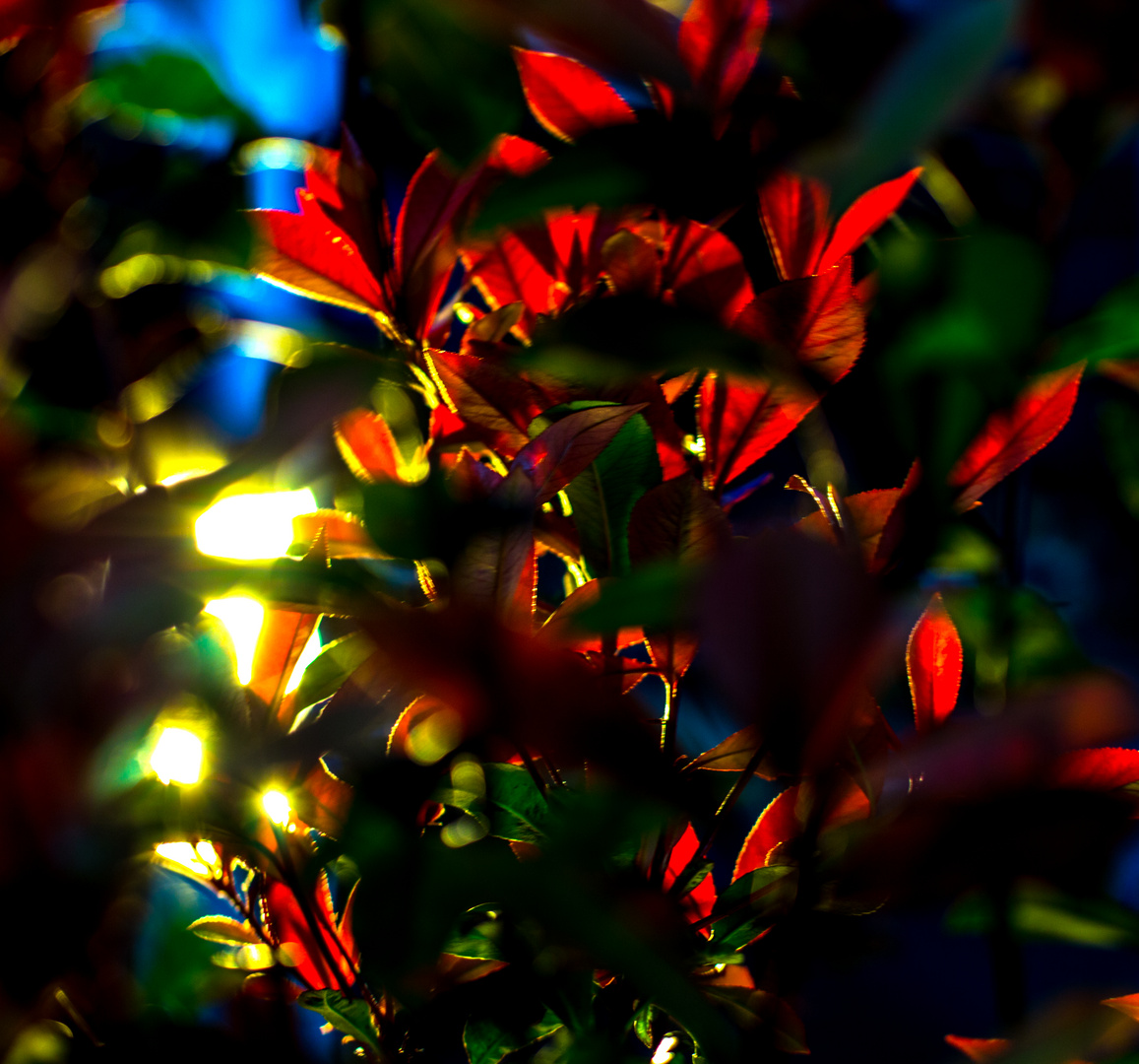 Light through the plant