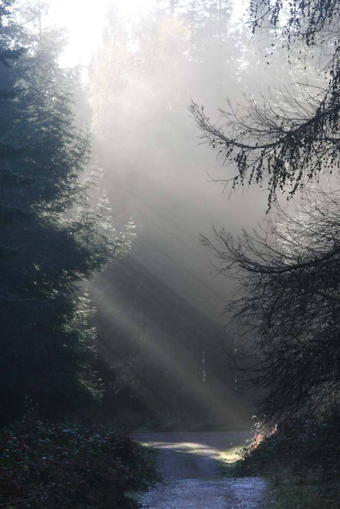 Light thru the trees