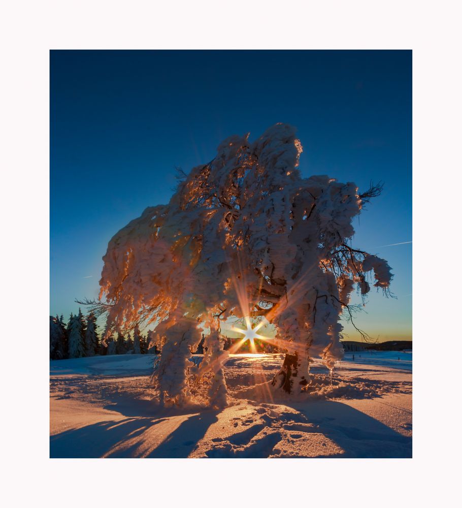 Light tree