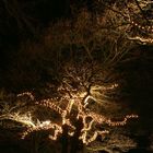 Light Trees