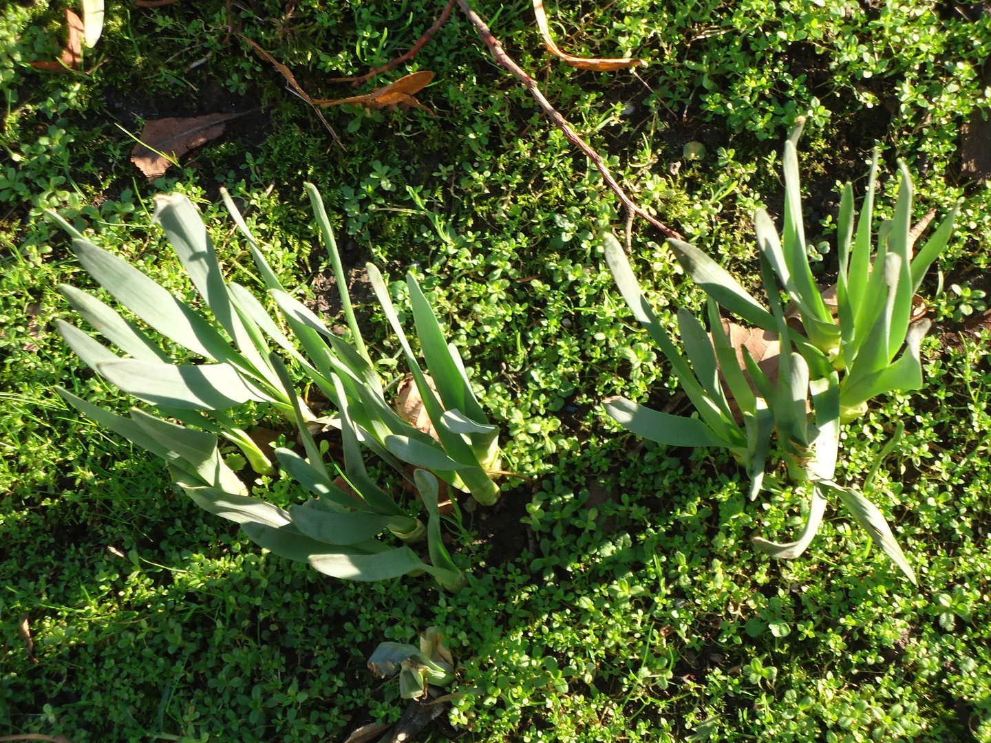 'Lightened Green' vs. 'Amazing Moss'