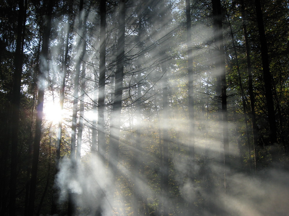 Lightening Forest