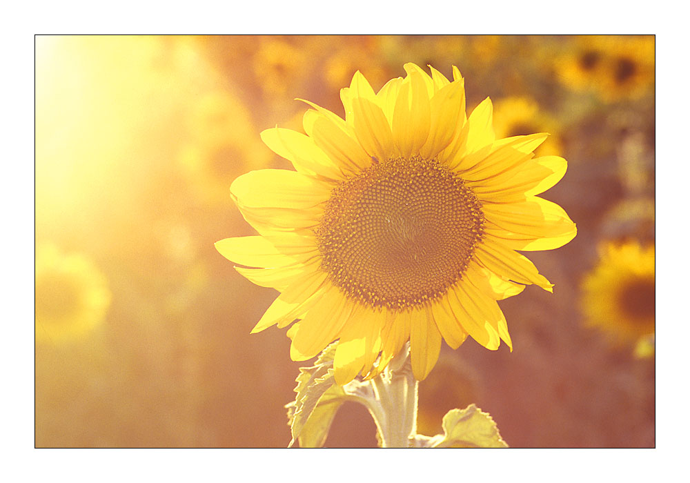 Lightflooded Sunflower