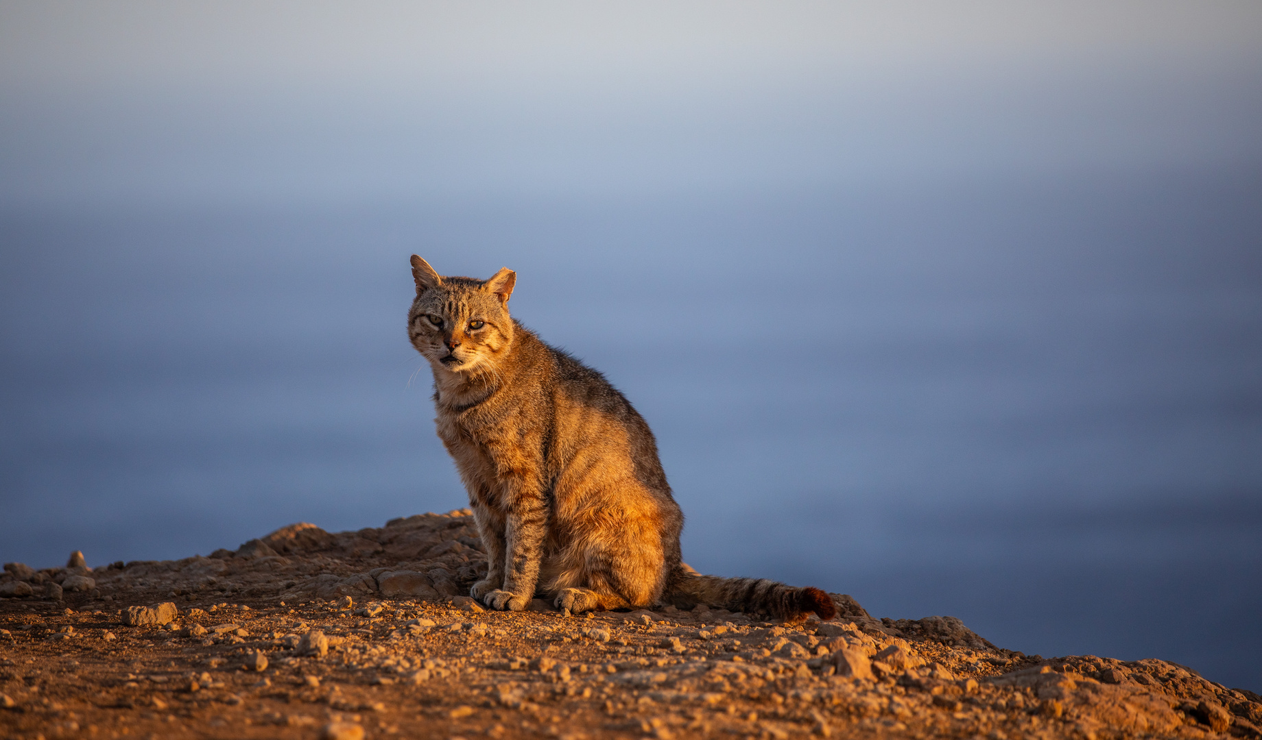 Lighthouse Cat