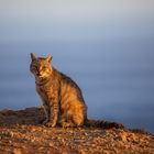 Lighthouse Cat