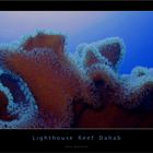 lighthouse reef dahab