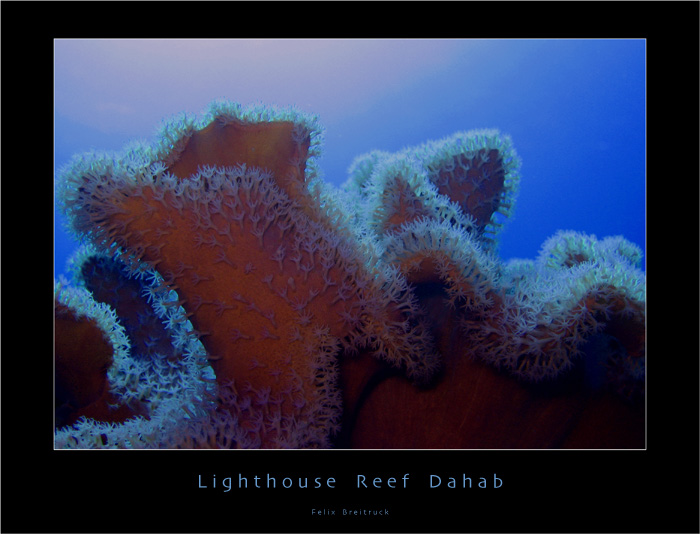 lighthouse reef dahab