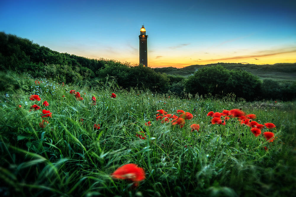 Lighthouse with poppies