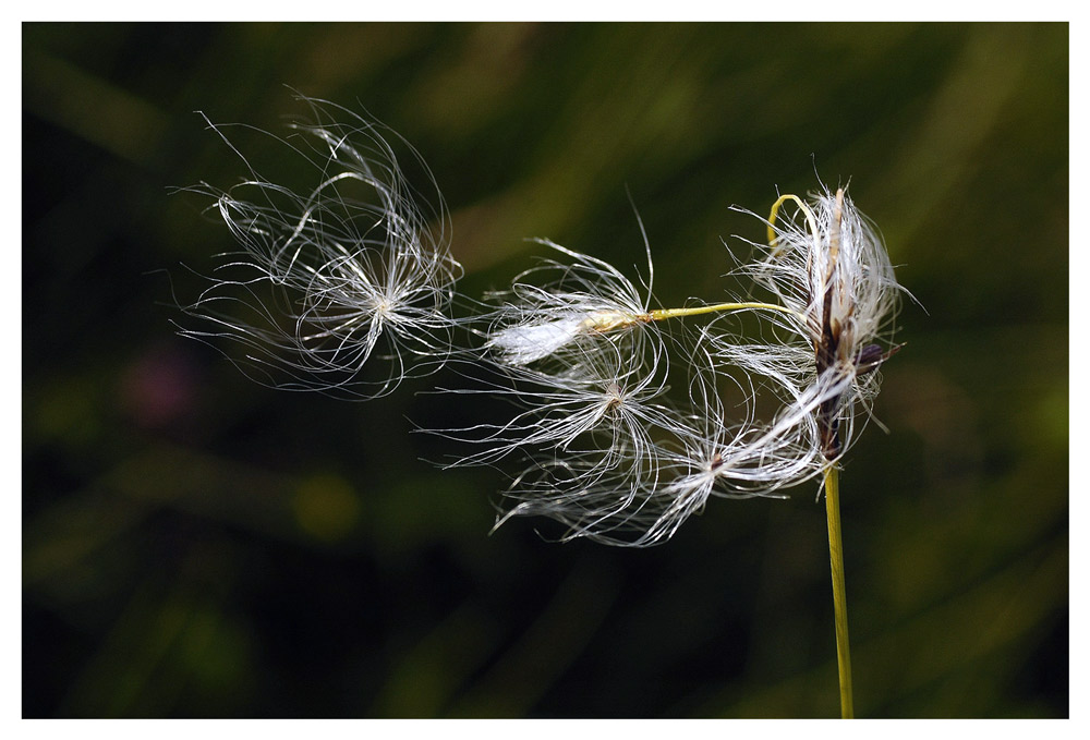 Lightness - Leichtigkeit