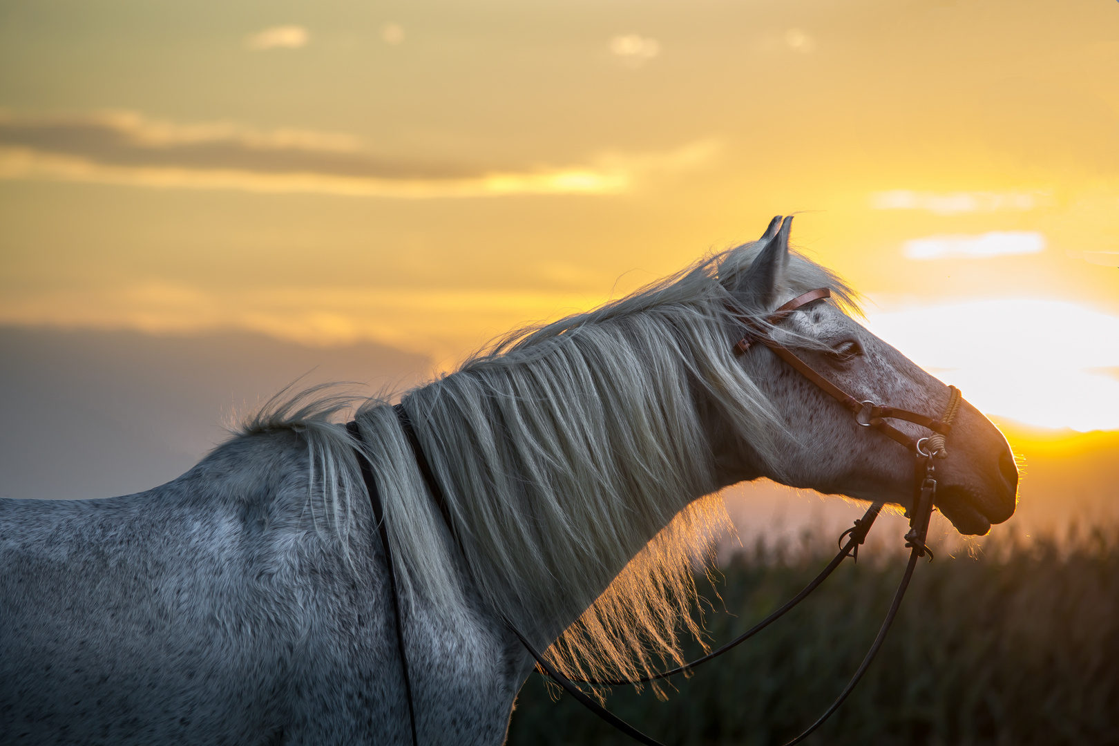 Lightning Horse