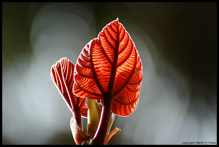 Lightning Leaf