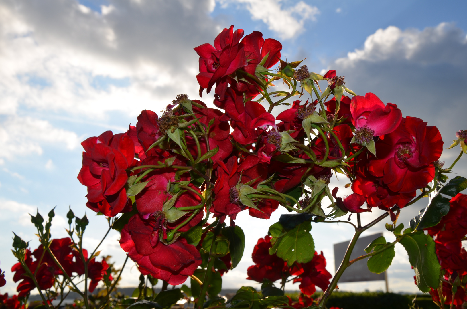 Lightning Roses