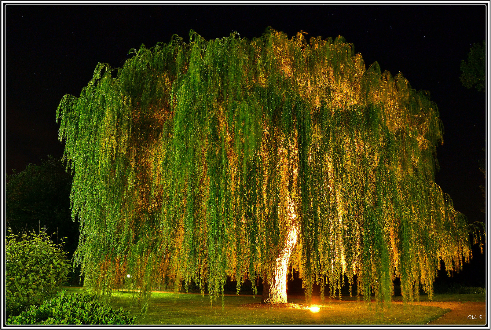 Lightning Tree