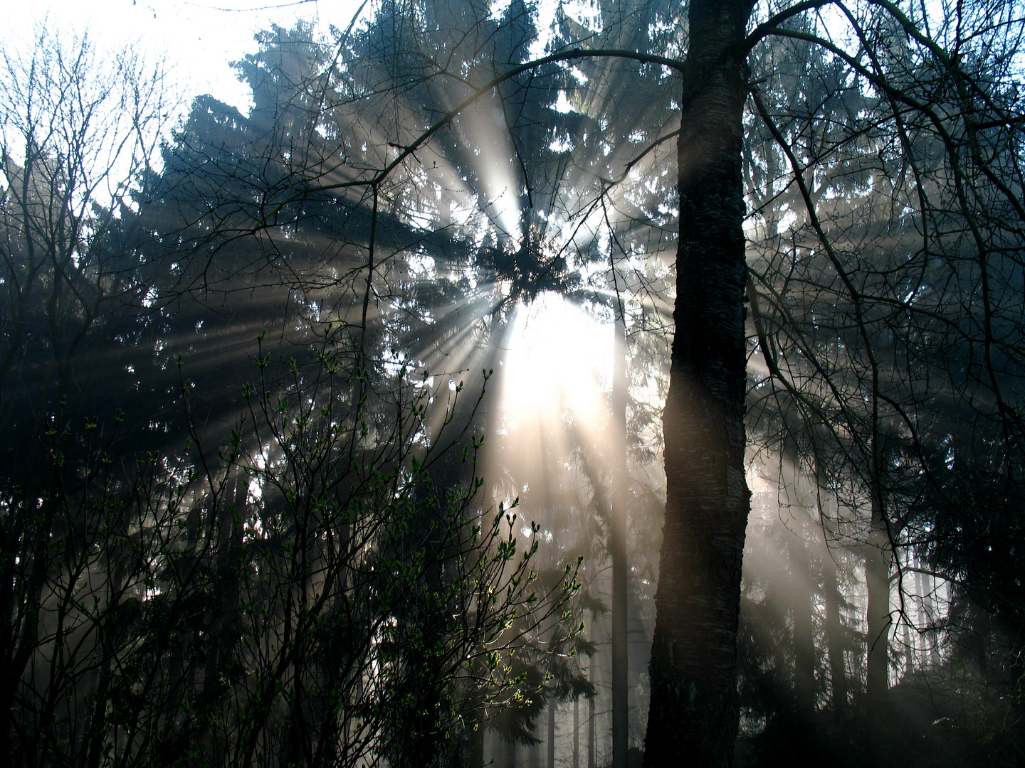 Lightning Trees