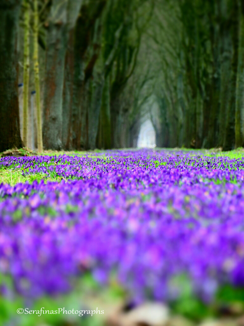 lightnings and lavenders