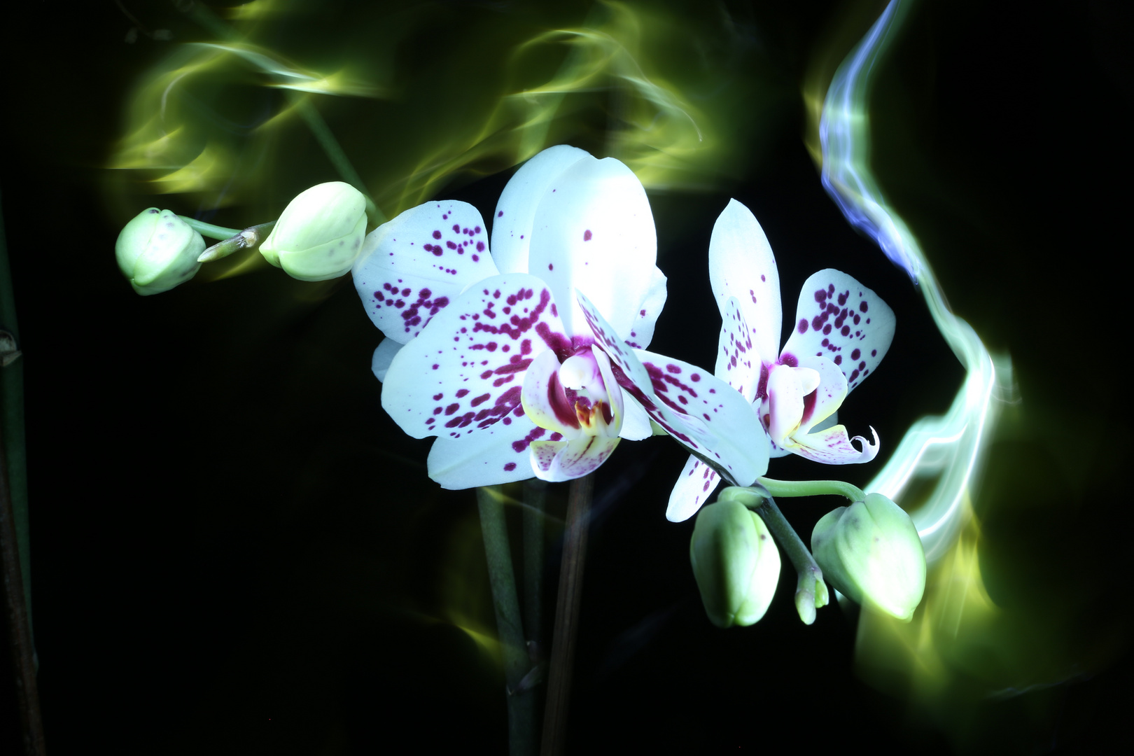 Lightpainting Orchideen II