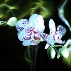 Lightpainting Orchideen II