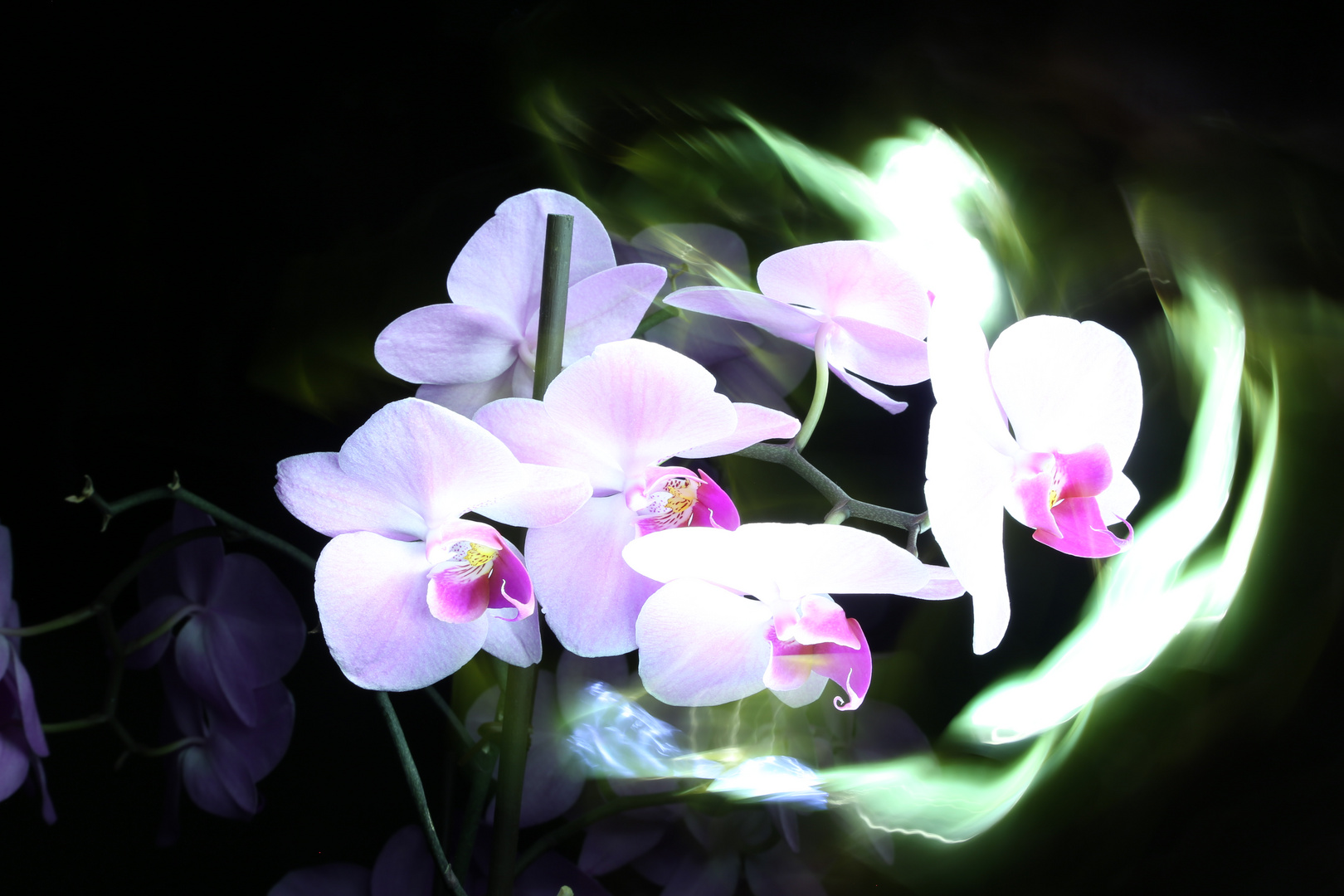 Lightpainting Orchideen IV