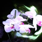 Lightpainting Orchideen IV