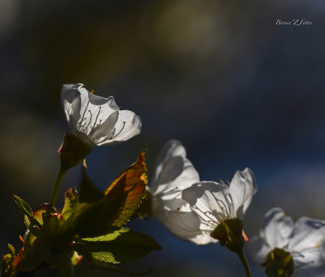 Lights and shadows