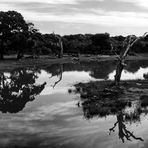 LIGHTS AND SHADOWS - YALA PARK