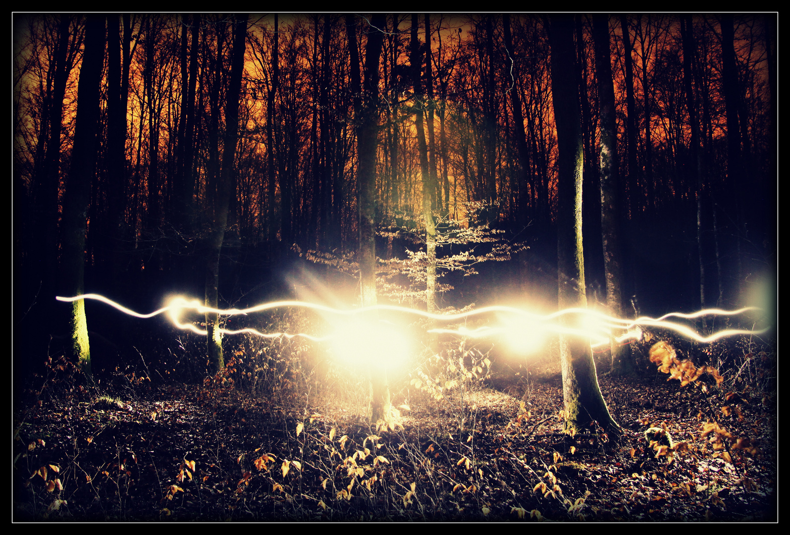 Lights in Forest