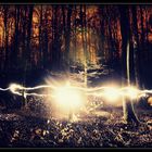 Lights in Forest