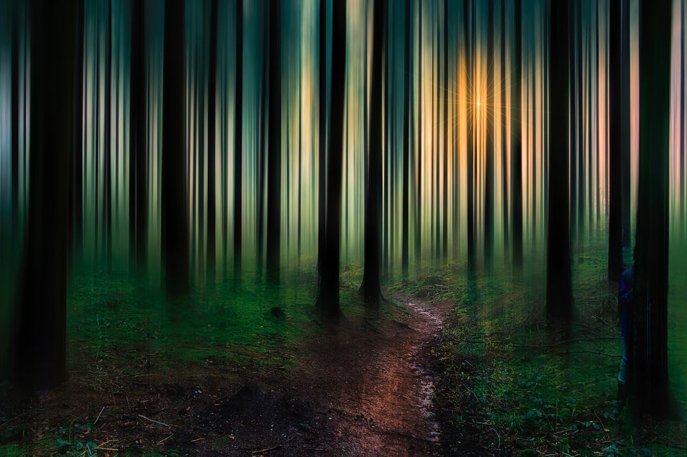 Lights in the Forest