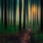 Lights in the Forest