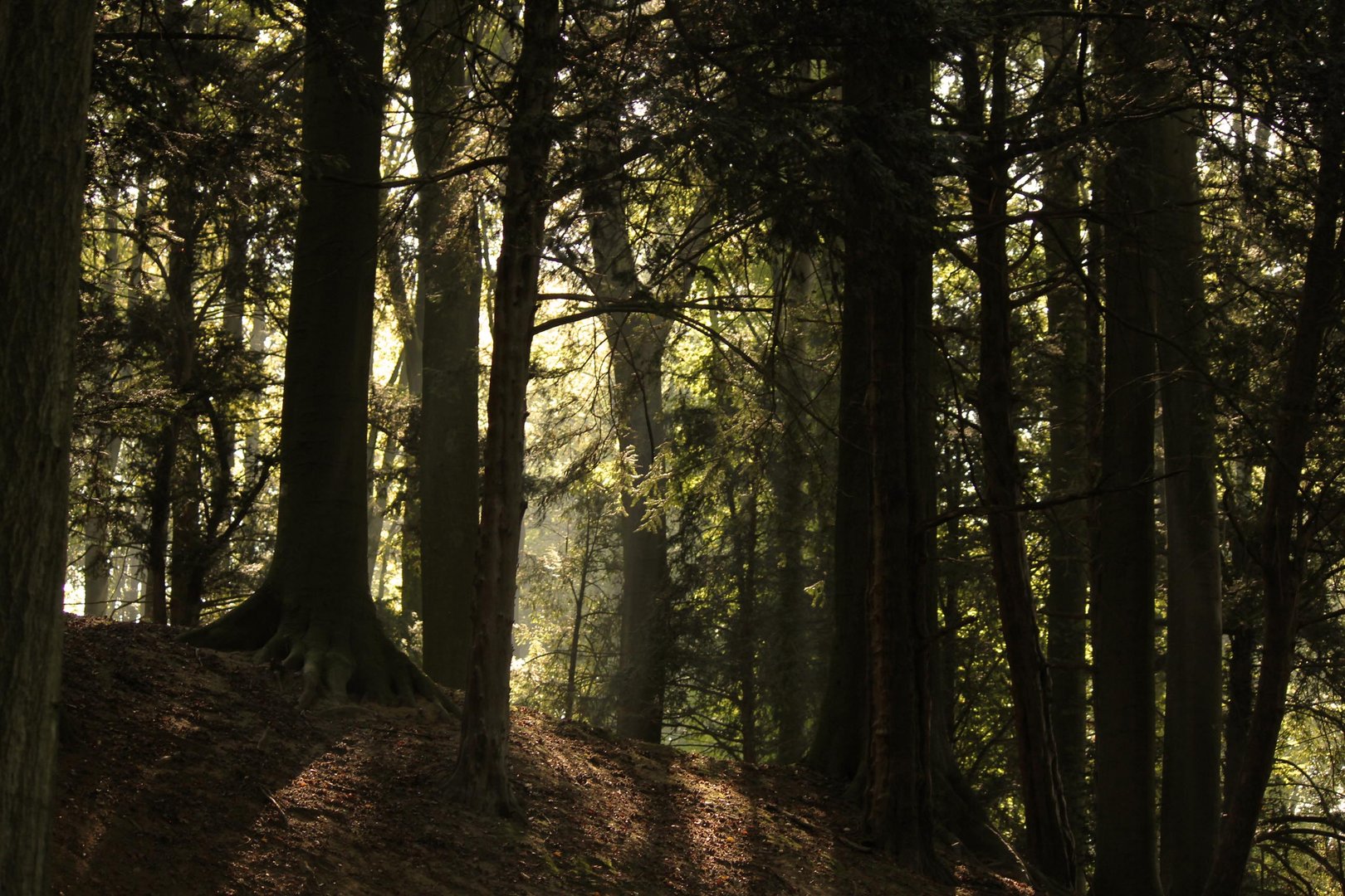 lights in the trees