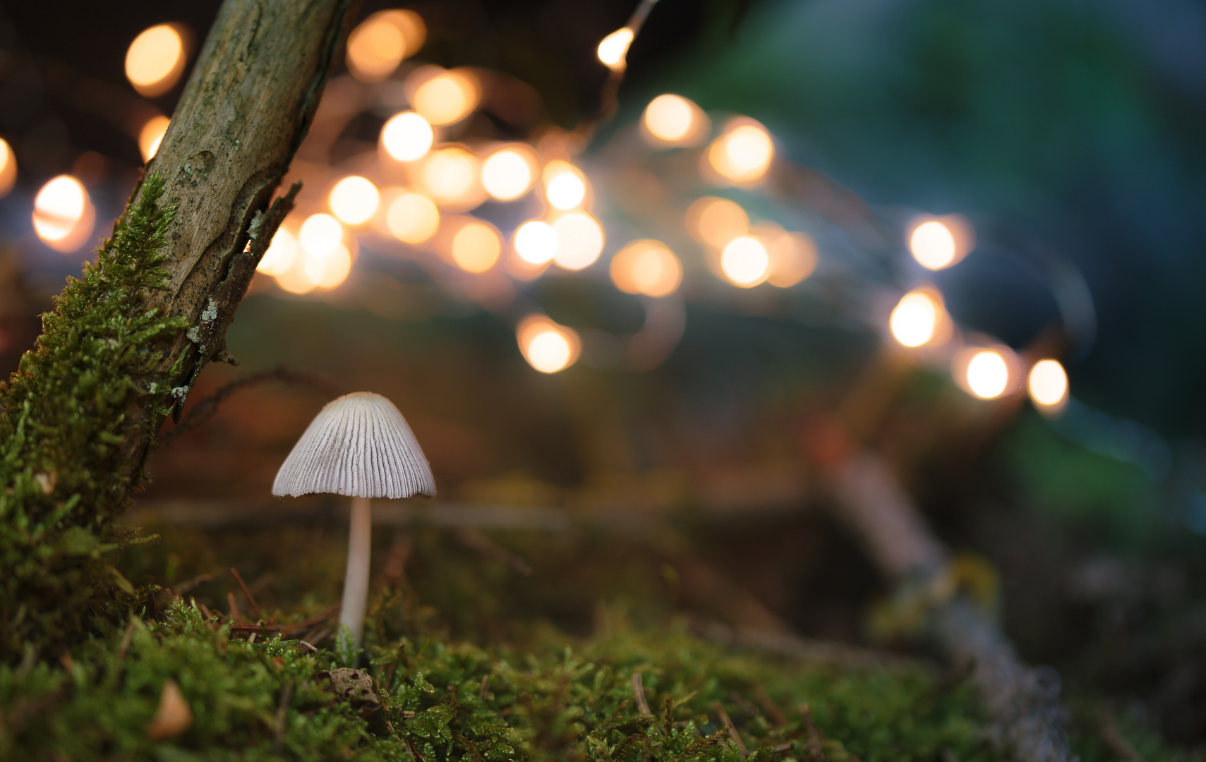 Lights on Mushroom