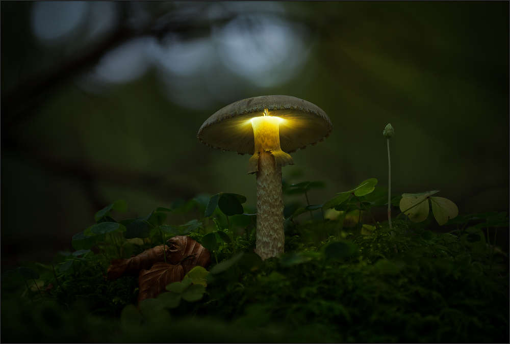 LIGHTshROOM