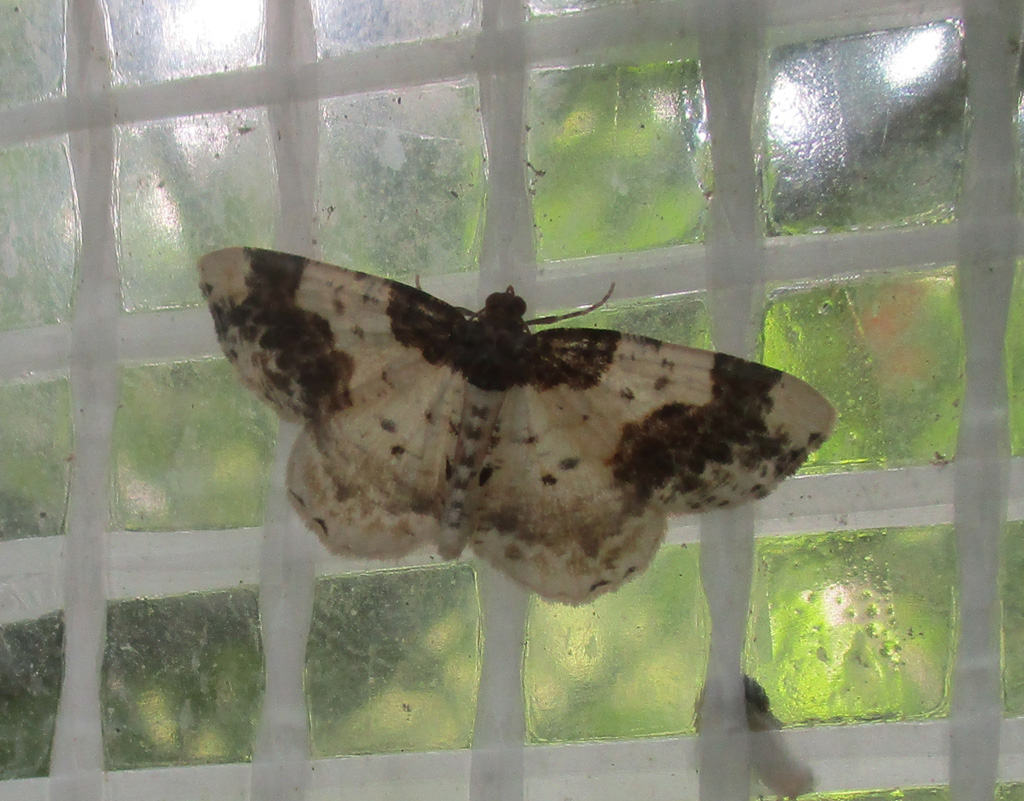  Ligida adustata- Pfaffenhütchen Harlekin