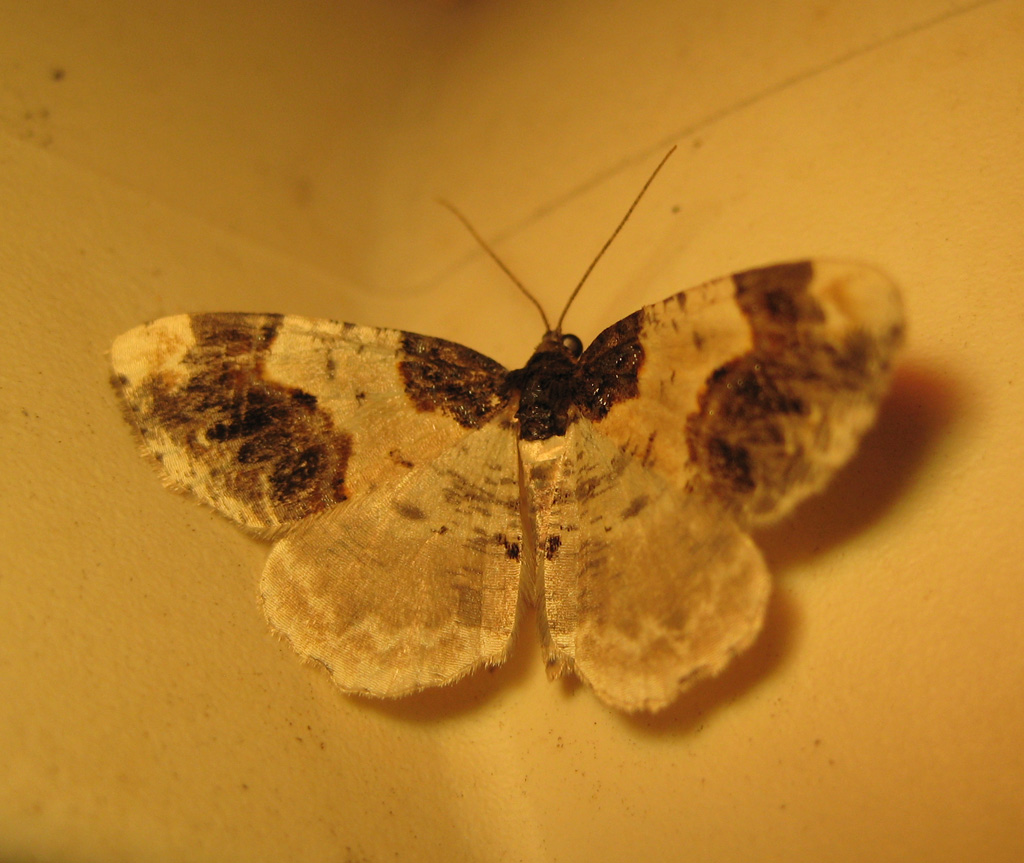 Ligida adustata- Pfaffenhütchen Harlekin