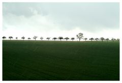 Ligne d'arbres sous la pluie