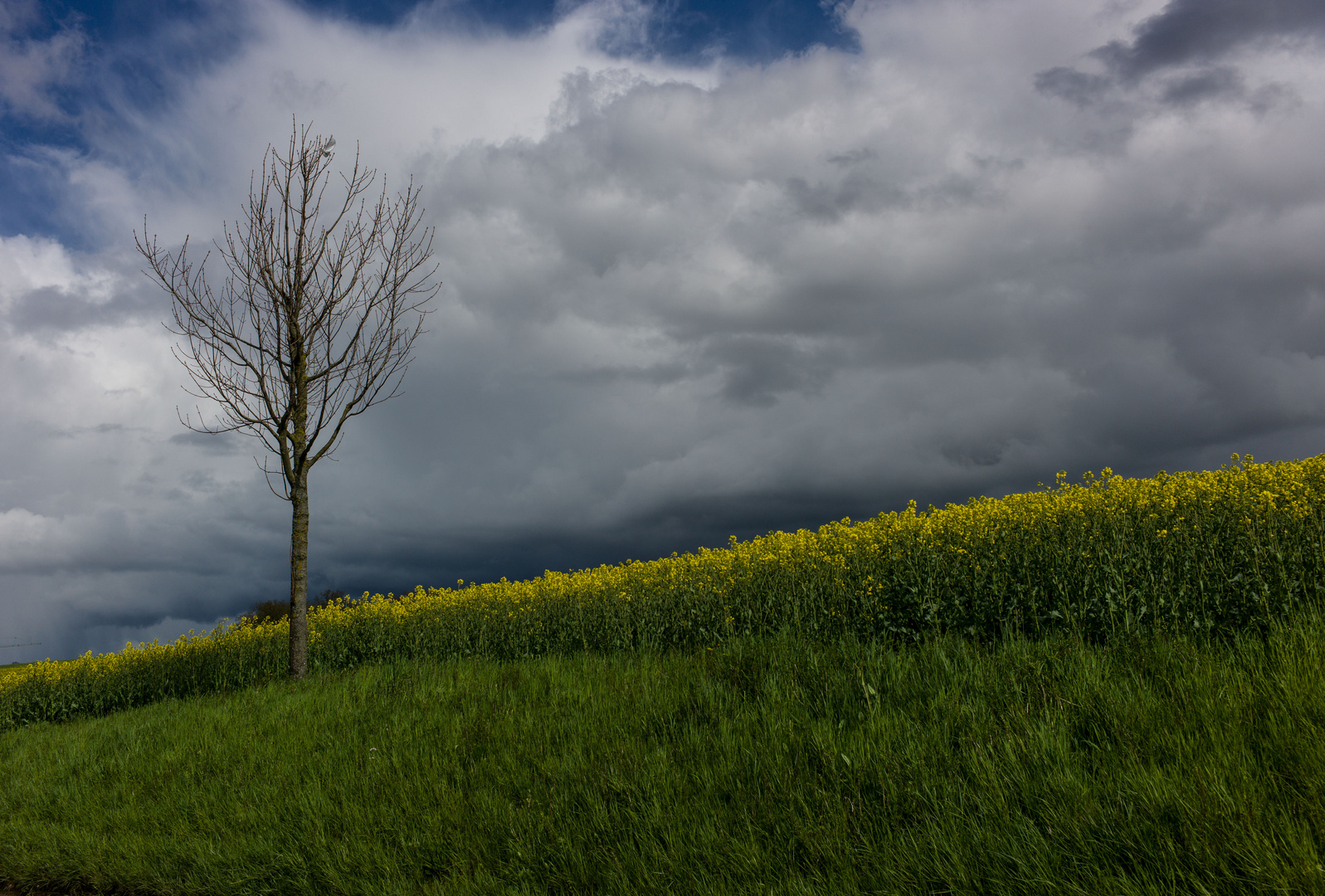 Ligne jaune