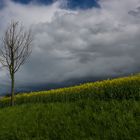 Ligne jaune