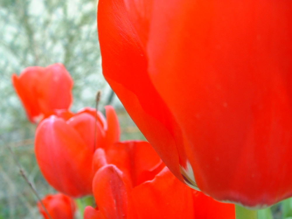 lignée de tulipes