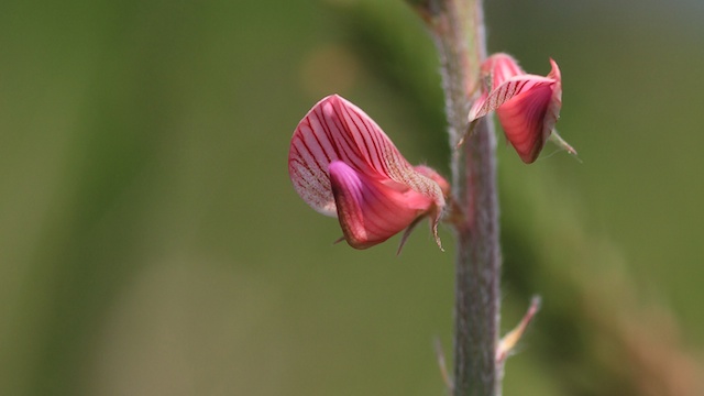 Lignée rose