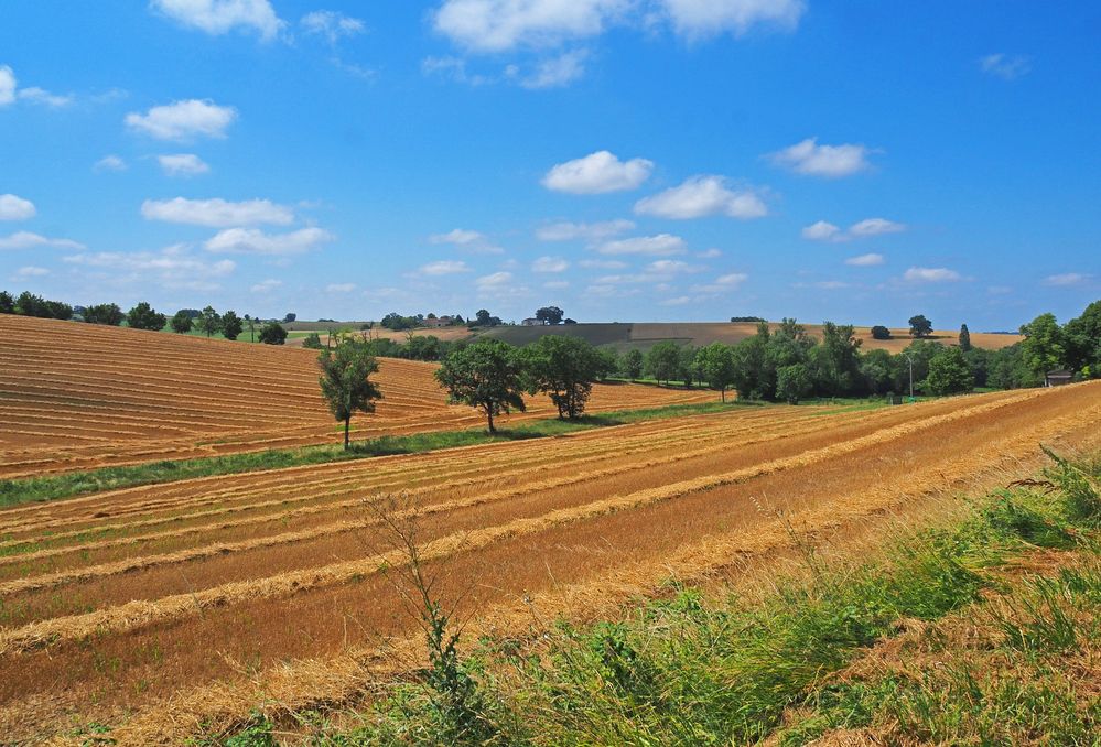 Lignes agricoles en été 