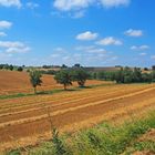 Lignes agricoles en été 