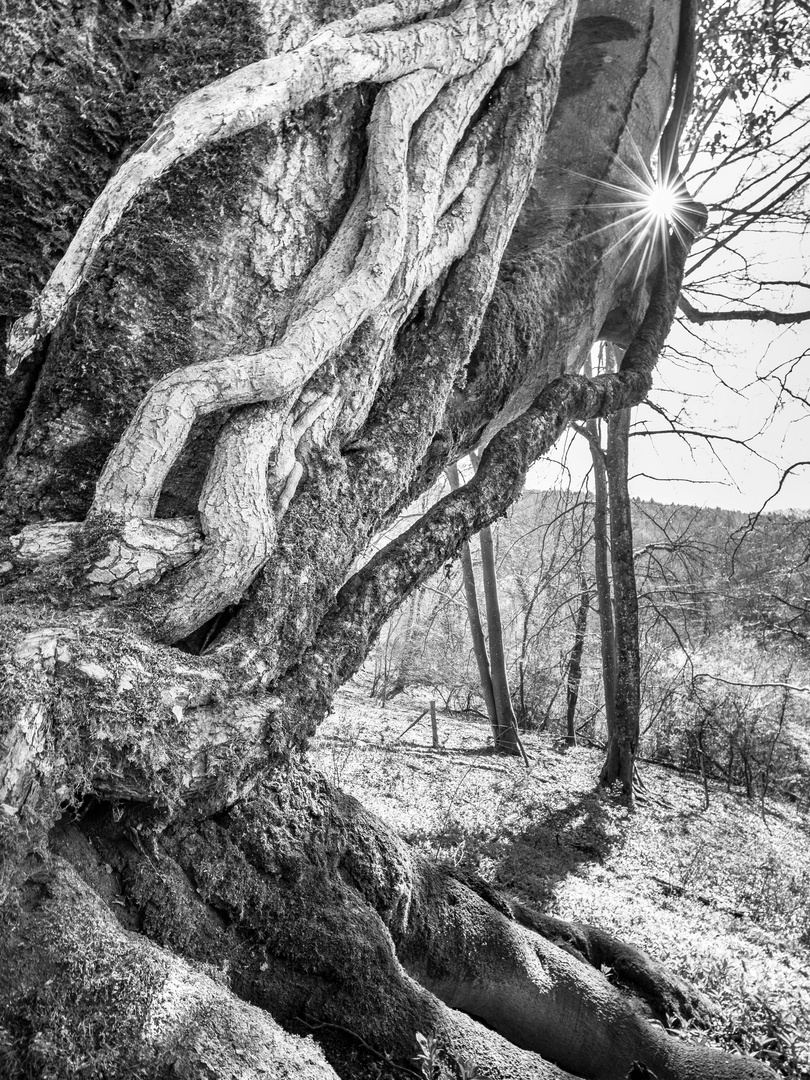 Lignes de vies - La lumières des Arbres