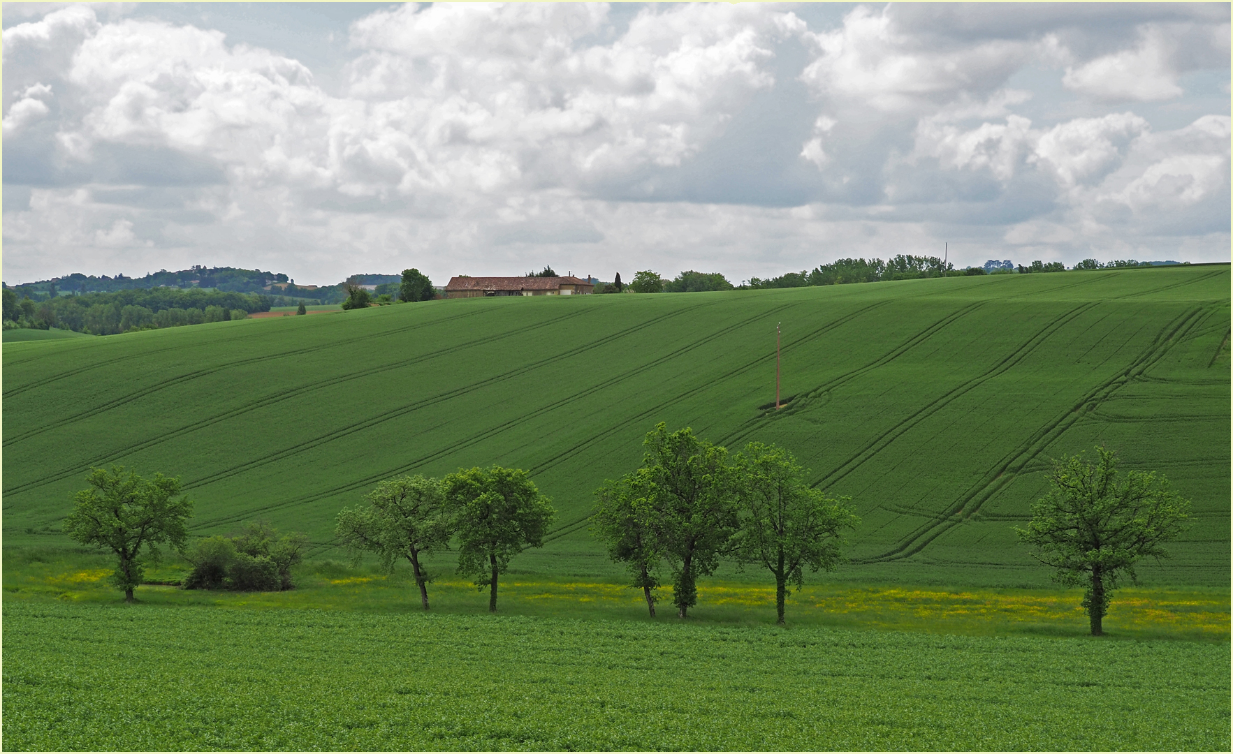 Lignes vertes sous ciel gris