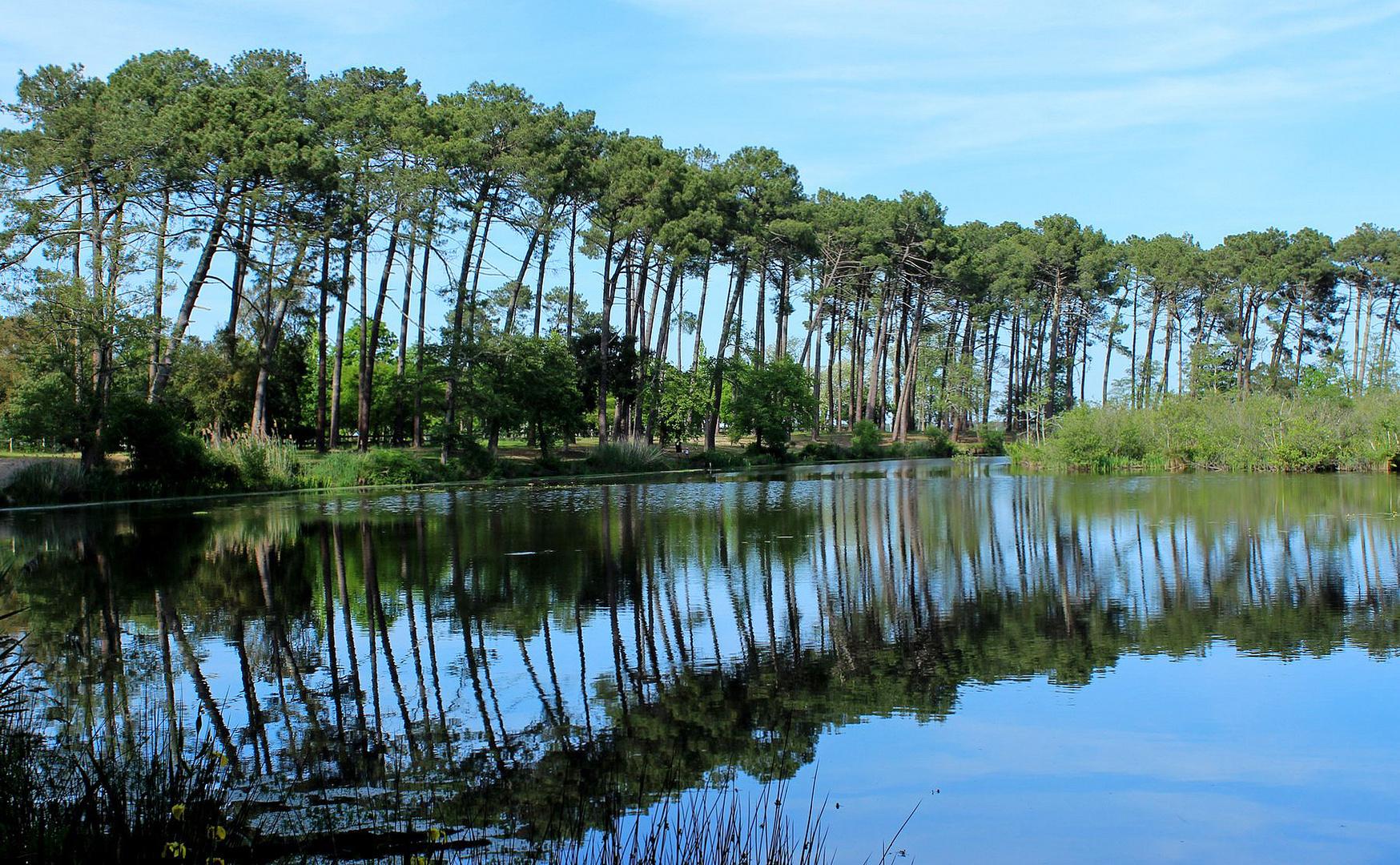 Ligneux au Vert.........