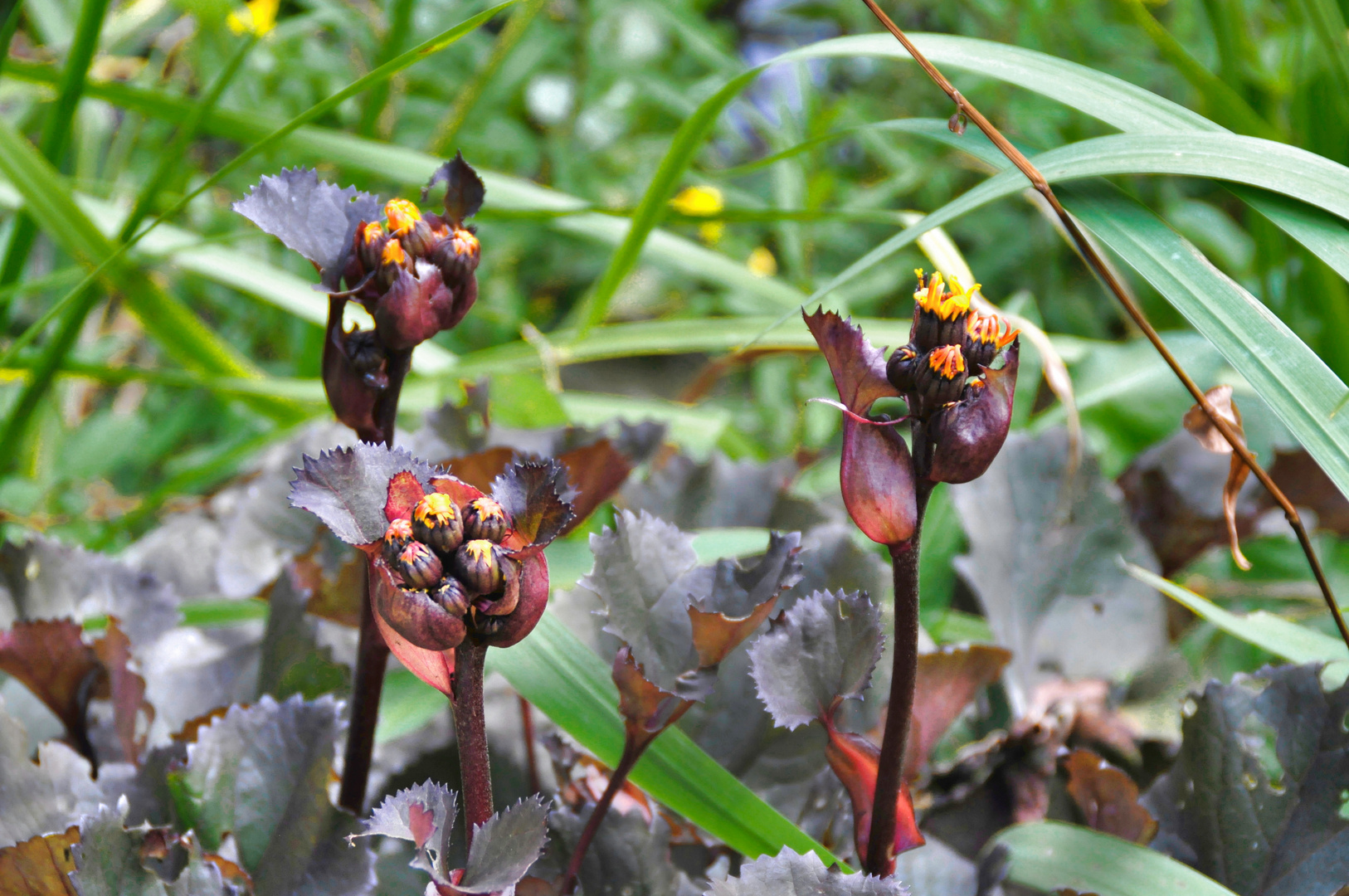 Ligularia dentata